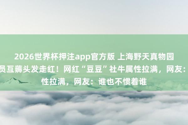 2026世界杯押注app官方版 上海野天真物园蜘蛛猴与饲养员互薅头发走红！网红“豆豆”社牛属性拉满，网友：谁也不惯着谁