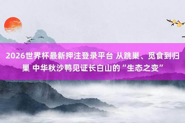2026世界杯最新押注登录平台 从跳巢、觅食到归巢 中华秋沙鸭见证长白山的“生态之变”