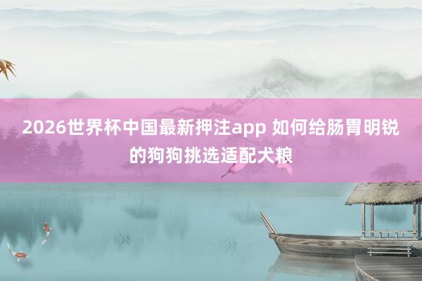 2026世界杯中国最新押注app 如何给肠胃明锐的狗狗挑选适配犬粮