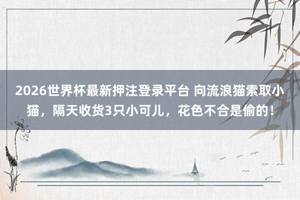 2026世界杯最新押注登录平台 向流浪猫索取小猫，隔天收货3只小可儿，花色不合是偷的！