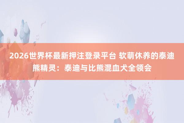 2026世界杯最新押注登录平台 软萌休养的泰迪熊精灵：泰迪与比熊混血犬全领会