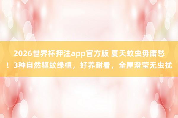 2026世界杯押注app官方版 夏天蚊虫毋庸愁！3种自然驱蚊绿植，好养耐看，全屋澄莹无虫扰