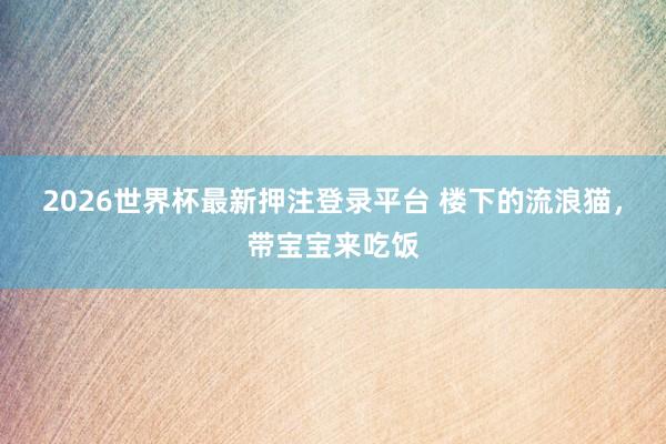 2026世界杯最新押注登录平台 楼下的流浪猫，带宝宝来吃饭