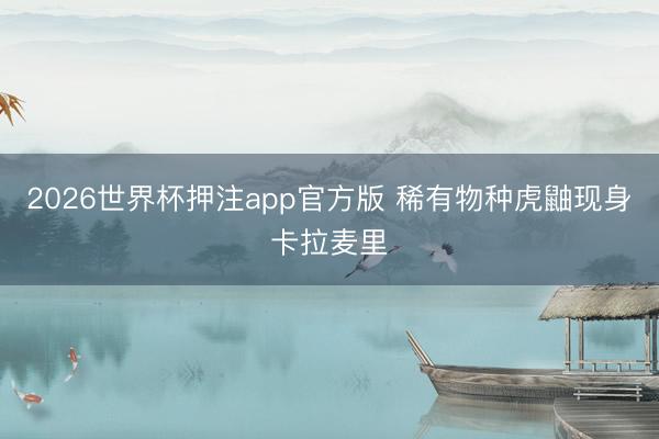 2026世界杯押注app官方版 稀有物种虎鼬现身卡拉麦里